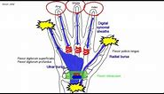 Synovial flexor sheaths in the palm