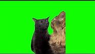 Green Screen Black Cat Zoning Out Meme