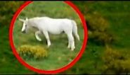 Real Unicorn Footage from Wales 2020 Unicorn Caught in 2020