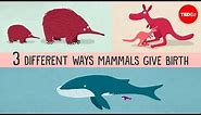 The three different ways mammals give birth - Kate Slabosky