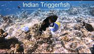 Indian Triggerfish at Royal Island Resort and Spa : snorkeling in the Maldives