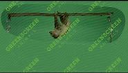 Sloth:Hanging Upside Down From Branch And Then Crossing Left- Green Screen Footage