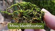 Moss Identification and Basic Information for 9 Most Common Mosses