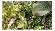 The Aglaonema Doña Carmen has a long oval greenish white-based leaves with splashed. Once a week watering is recommended or when the top 2 to 3 inches of the soil has dried out. #fbreels #aglaonemalovers #everyone #followers #teamangatan | South Victoria Garden