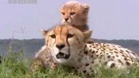 Cute baby cheetah cubs in danger - BBC wildlife