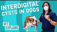 Interdigital Cysts in Dogs