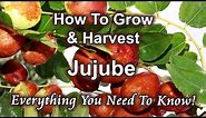 How To Grow And Harvest Jujube (Chinese Date) At Home