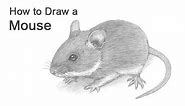 How to Draw a Mouse