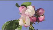 Apple blossom time lapse. Warner's King