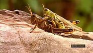 Grasshopper mating, laying eggs, and hatching
