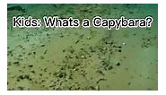 Capybara_Slay2023 (@capybara_slay2023)’s videos with original sound - Capybara_Slay2023