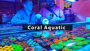 We tour Tokyo's best saltwater aquarium store! Coral Aquatic