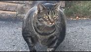 This Is The Strongest Cat Breed In The World