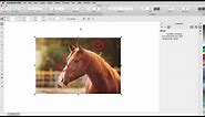 Improve the Size and Quality of your Images | CorelDRAW for Mac