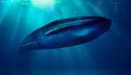 The Blue Whale: Bigger Than Megalodon
