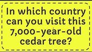 In which country can you visit this 7,000-year-old cedar tree?