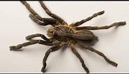 Ceratogyrus attonitifer - new horned baboon spider from Angola