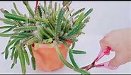 Dragon Fruit Cactus - Hylocereus