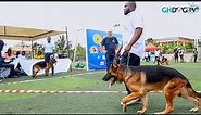 German Shepherds compete for Best Male Short Coat Open Class at the August Classic Dog Show 2023