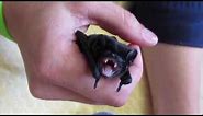 Baby bats running amok