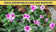 Periwinkle Plant Care and Benefits