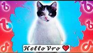 Hello Bro or Hello Vro meme. meaning