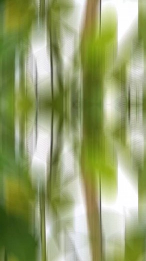 🌱🍋 ¿Quieres aprender a plantar un limonero en maceta de manera fácil y efectiva?🌟 Descubre los pasos clave para tener éxito en el cultivo de limoneros en espacios reducidos. ¡Aprende todo lo que necesitas saber para comenzar tu propio huerto de cítricos!😍 ¿Sueñas con disfrutar de limones frescos cultivados en casa? ¡Ahora es posible! Sigue nuestros consejos y comienza tu viaje hacia un jardín lleno de limoneros saludables y productivos🚀 Visita mi perfil para obtener más información y recurs