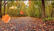 Autumn Leaves Falling/Blowing From Trees on a Windy Fall Day - Relaxing Ambience/FREE Stock Footage