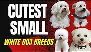 Popular Small White Dog Breeds You Need to Add to Your Family ASAP!