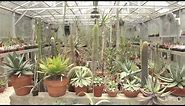 Cactus and succulent garden and greenhouses | Bob Barth | Central Texas Gardener
