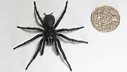 The largest male specimen of the world’s most venomous spider has been found in Australia