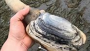 Largest Burrowing Clam | The Geoduck