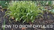 How to Grow Daylilies