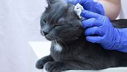 Ear Mites in Cats: Causes, Symptoms & Treatment - Cats.com