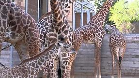 Baby Giraffe Kamili Goes Out for First Time