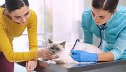 Doxycycline Dosage Chart for Cats: Risks, Side Effects, Dosage, and More