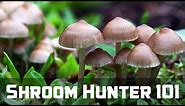 ShroomHunter 101: Identify Wild Magic Mushrooms (Psilocybin)