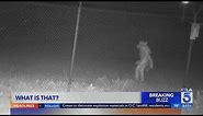 Mystery "Wolfman" creature caught on camera outside Amarillo Zoo
