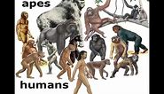 Human Evolution: Did We Come From Monkeys?