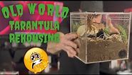 OLD WORLD Tarantula - REHOUSING MULTIPLE NEW TARANTULAS!!