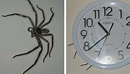 The Clock Spider Is The Most Terrifying Urban Legend I Ever Heard