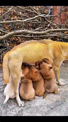 갓 태어난 강아지들 젖 먹는 시간 🍼🐾 #KoreaPuppies #puppy #JapanDogs #shows
