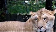 Liger facts: 12 Facts about the Liger