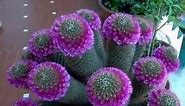 Cactus Cactáceas - planta