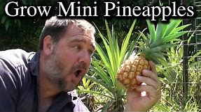 How to Grow Mini Pineapples From Tops - Extra Tips & NO rooting in Water Required!