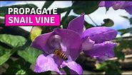 HOW TO PROPAGATE FLOWERING VINES| Sigmoidotropis Speciosa/Snail vine (WITH FULL UPDATES!)