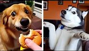 Funniest DOG Memes on the Internet!! 🐶😂