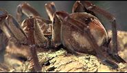 Goliath Tarantula - Cincinnati Zoo