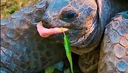 World's Oldest Tortoise Turns 191! Meet Jonathan!