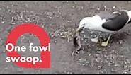 A seagull is caught on camera eating rat in one gulp | SWNS